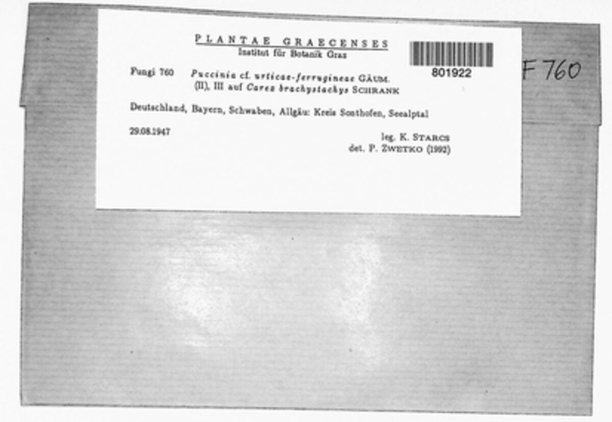 Puccinia urticae-ferrugineae image